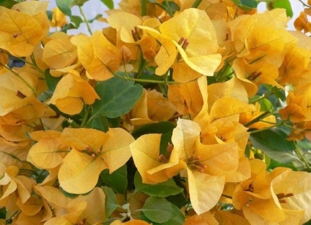 bunga-kertas-california-gold
