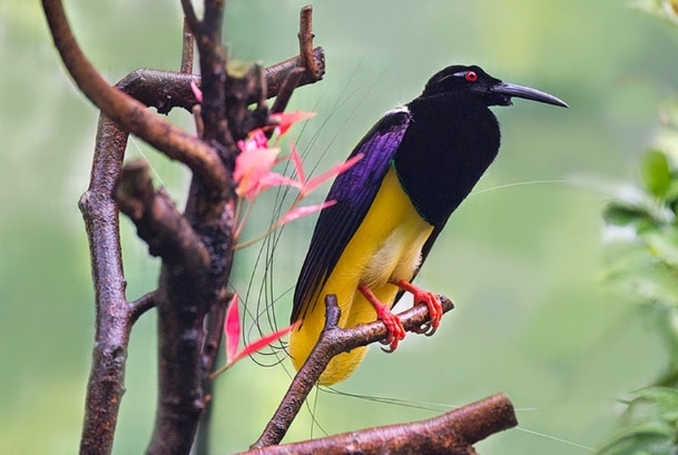 15 Hewan  Endemik Khas  Yang Ada Di Papua  FaunaDanFlora Com