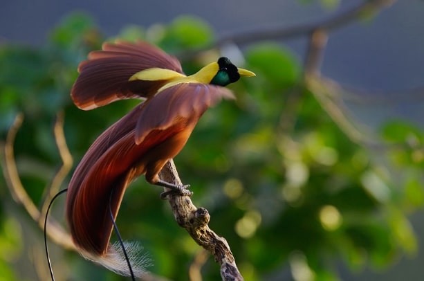 burung-cendrawasih-merah