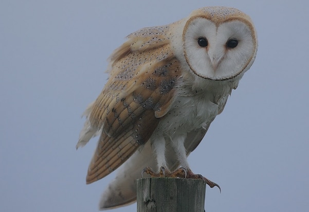 burung-hantu-tito-alba