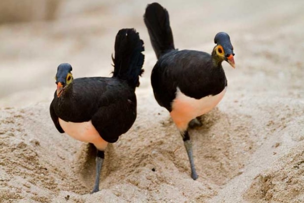 burung-maleo-macrocephalon-maleo