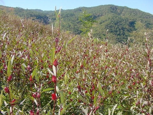 cara menanam atau budidaya bunga rosela atau rosella