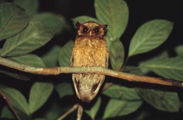 celepuk-merah-otus-rufescens