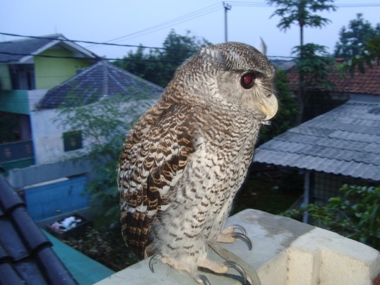 hingkik-bubo-sumatranus