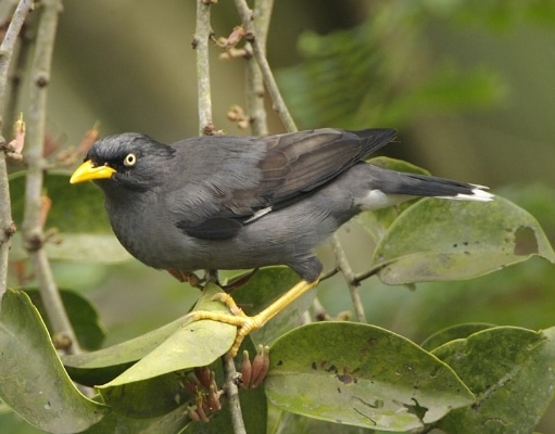 jalak-kerbau-acridotheres-javanicus