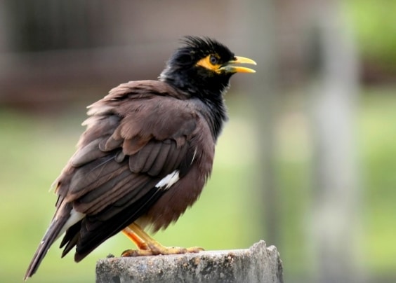 jalak-nias-acridotheres-tristis