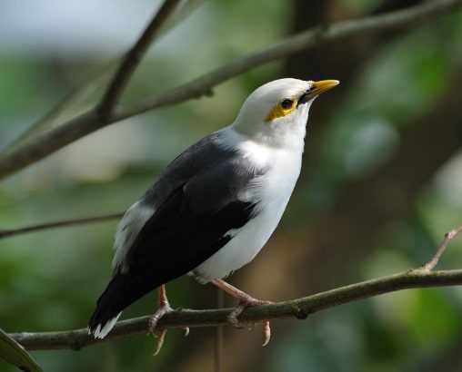 jalak-putih-acridotheres-melanopterus