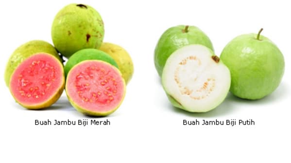 Jambu biji Pasar minggu