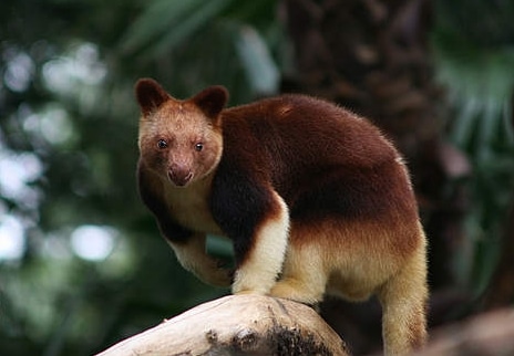 kanguru-pohon-mantel-emas-dendrolagus-pulcherrimus