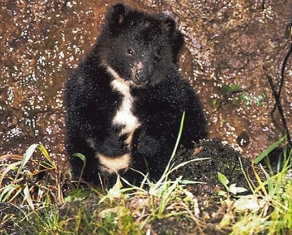 kanguru-pohon-mbaiso-dendrolagus-mbaiso