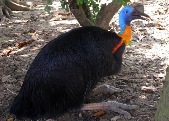 kasuari-gelambir-tunggal-casuarius-unappendiculatus