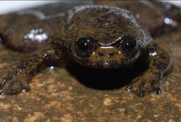 katak-kepala-pipih-barbourula-kalimantanensis