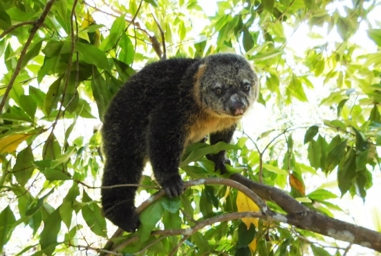 kuskus-beruang-sulawesi-ailurops-ursinus