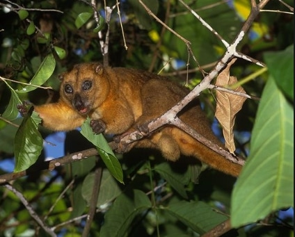 kuskus-kerdil-strigocuscus-celebensis