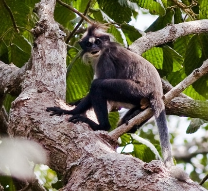 lutung-dahi-putih-presbytis-frontata