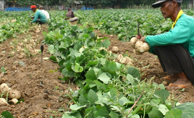 pemanenan-bengkoang-atau-bengkoang