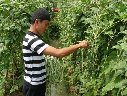 pemanenan-kacang-panjang