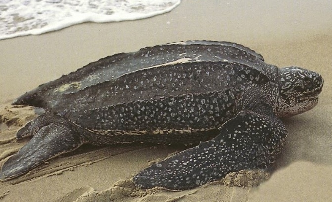 Penyu belimbing (Dermochelys coriacea)