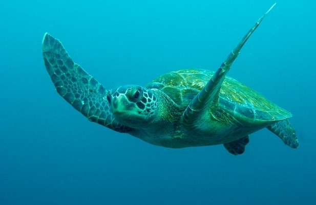 Penyu hijau (Chelonia mydas)