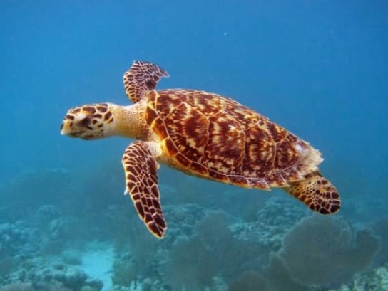 Penyu sisik (Eretmochelys imbricata)