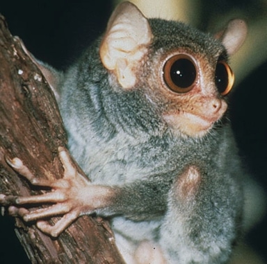 15 Hewan  Endemik Pulau Sulawesi  Flora dan Fauna