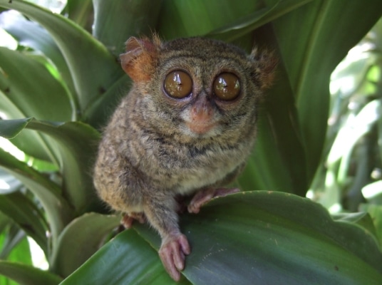 tarsius-tarsius-tarsier