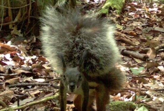 tupai-peminum-darah-rheithrosciurus-macrotis