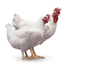 ayam pedaging atau broiler