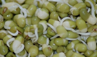 benih-kacang-hijau