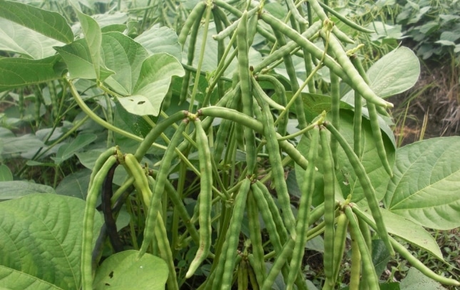 budidaya-kacang-hijau