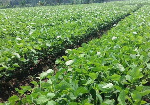 Cara Budidaya Tanaman Kacang Kedelai Yang Baik dan Benar 