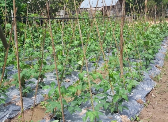 budidaya-kacang-panjang