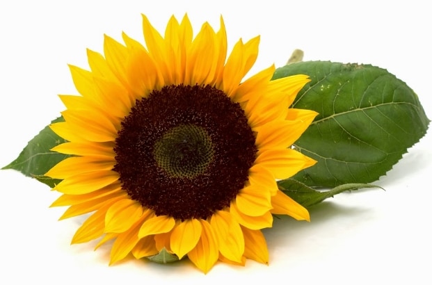 bunga-matahari