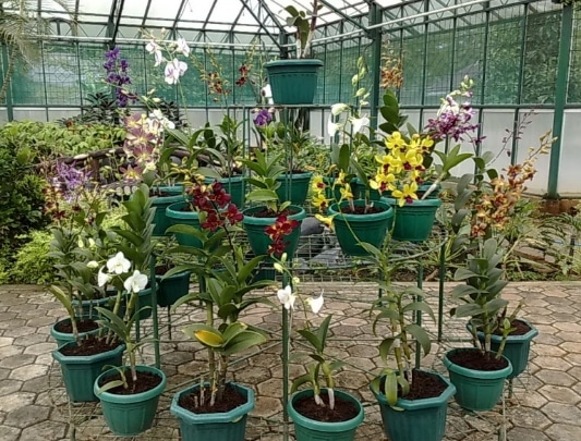 Merawat Bunga Anggrek Khusus Cattleya Oncidium Berbagi Rawat