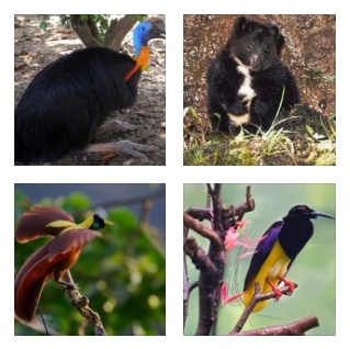 103+ Gambar Fauna Endemik Sumatera Gratis