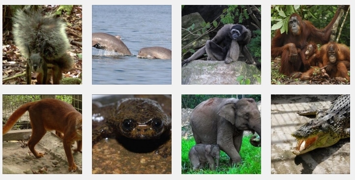 5500 Gambar Hewan Fauna Endemik Gratis Terbaik