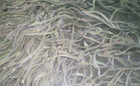 ikan sidat dalam kolam budidaya