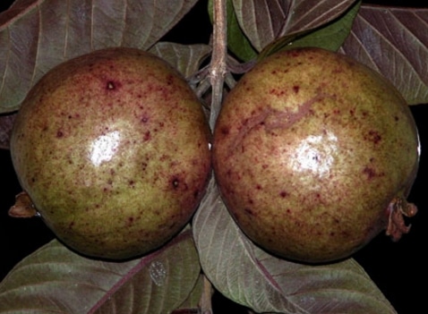 jambu biji australia