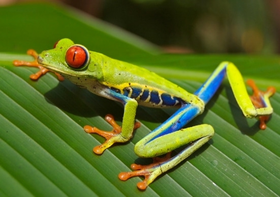 kaki-belakang-katak