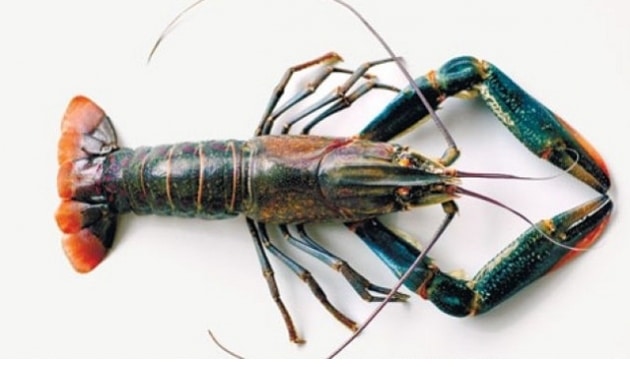 lobster
