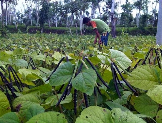 masa-panen-kacang-hijau