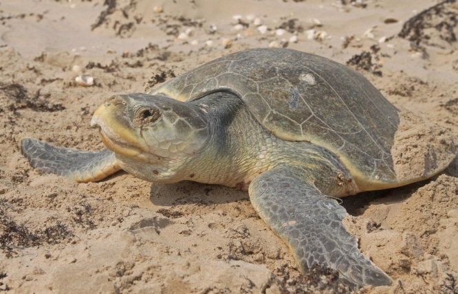 penyu kempi Lepidochelys kempi