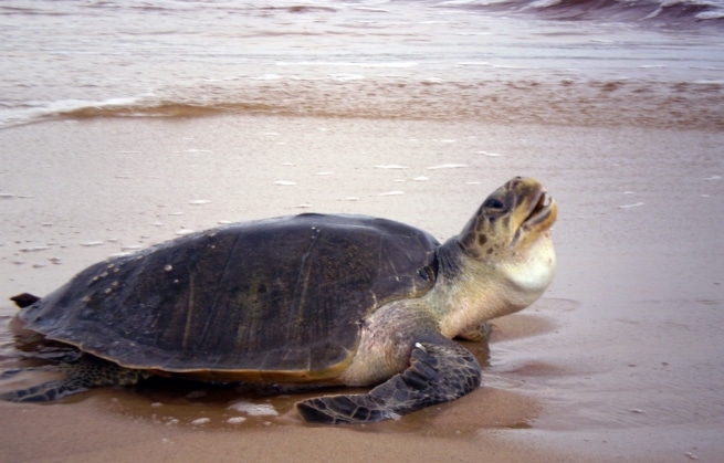 penyu lekang(Lepidochelys olivacea)