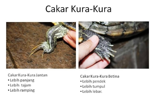 perbedaan-cakar-kura-kura-betina-dan-jantan