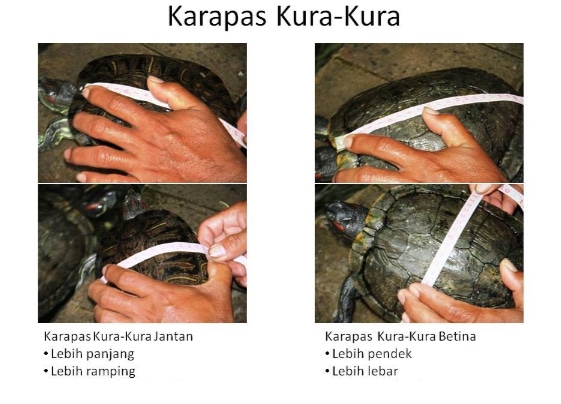 perbedaan-kerapas-atau-cangkang-pada-kura-kura