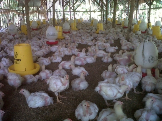 ternak-ayan-pedaging-atau-broiler