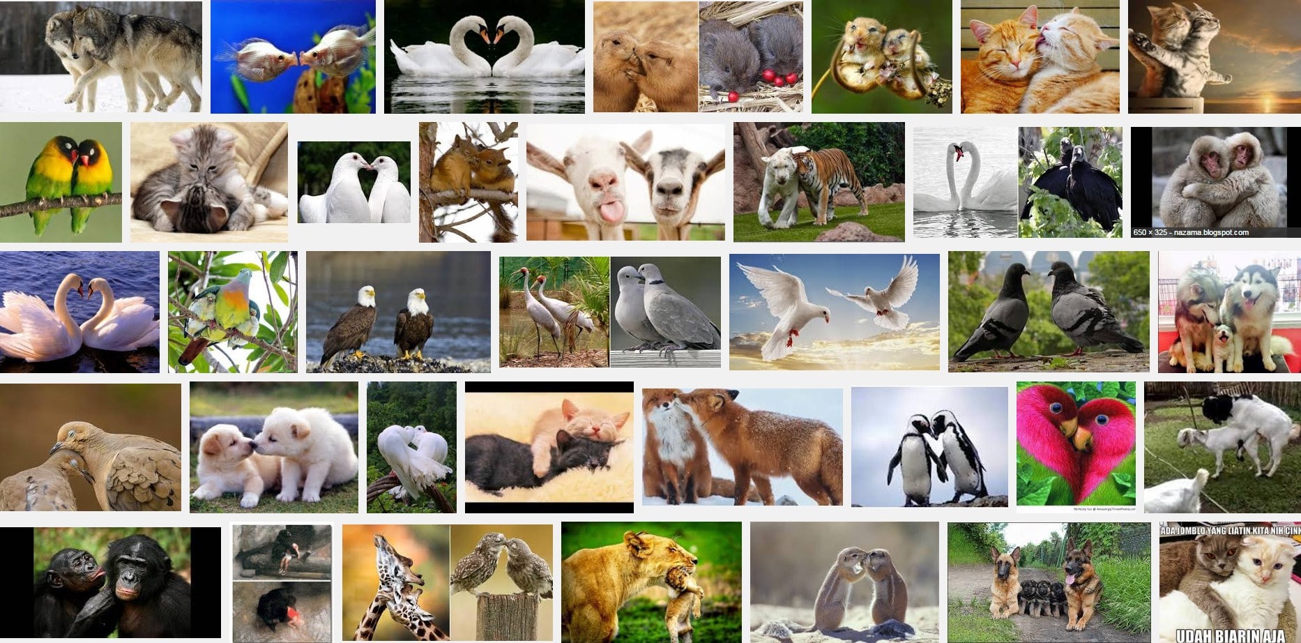 53 Gambar Binatang Romantis Gratis Terbaru