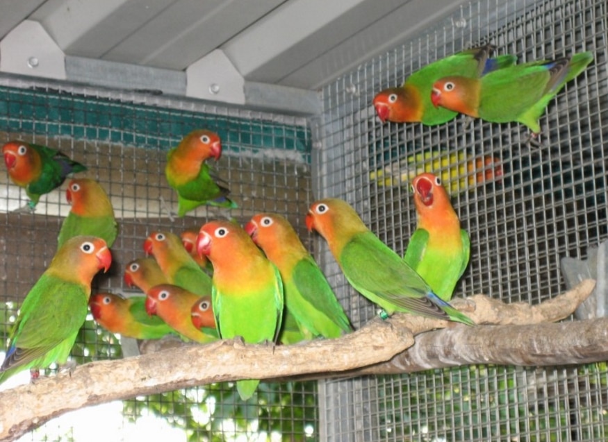 cara budidaya burung lovebird