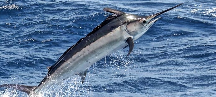 black-marlin