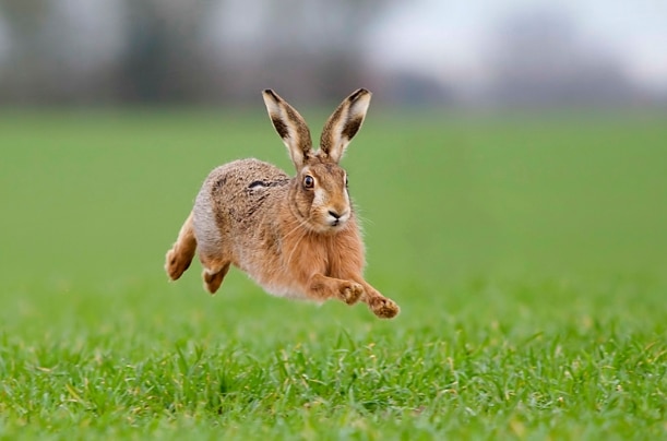 brown-hare